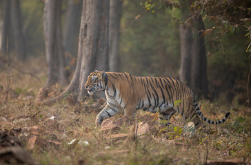 Tigreress Choto Tara with a radio collar at Tadoba Andhari Tiger Reserve,Maharashtra,India