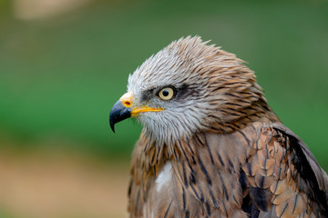Portrait of a royal kite (Milvus Milvus)