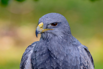 Portrait of a amazing southamerican bird