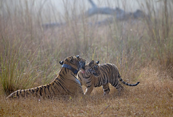 Fototapeta premium Tigreress Choto Tara with a radio collar with her cubs at Tadoba Andhari Tiger Reserve,Maharashtra,India