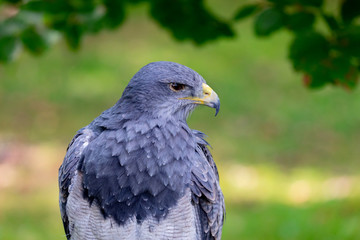 Portrait of a amazing southamerican bird