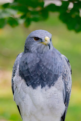 Portrait of a amazing southamerican bird