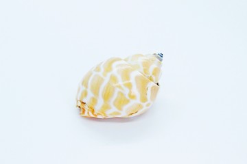 Seashell located on a white background