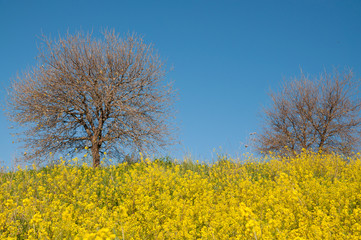Fototapeta premium View of wild mustard flowers and tree in the shed