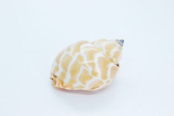 Seashell located on a white background