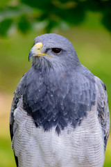 Portrait of a amazing southamerican bird