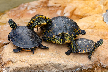 Family of turtles taking a sunbath