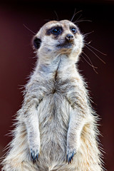 Fototapeta premium Meerkat (Suricata suricatta), also known as the suricate.
