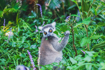 ワオキツネザル