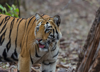 Tiger near Telian Lake at Tadoba Andhari Tiger Reserve,Maharashtra,India
