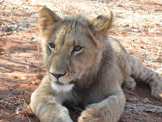 lion cub resting in zambia