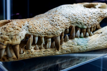 Amazing skeleton of the teeth of a big crocodile
