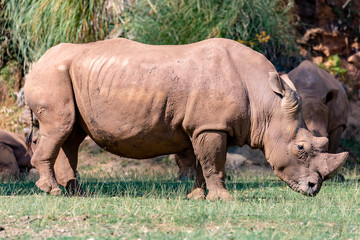 Big Rhino grazing in the meadow