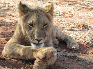 lion cub resting in zambia