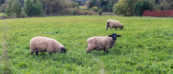 sheep on meadow - group of three sheep grazing on green grass