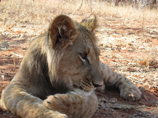 lion cub resting in zambia