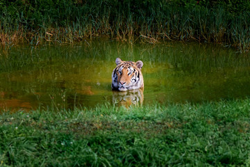 Amazing tiger taking a bath