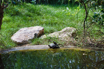 Turtle closeup tropical botany visit