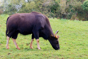 Big gaur with amazing hurns grazing