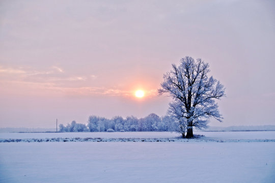 Winter landscape. Lonely tree in a snowy field at sunrise - image