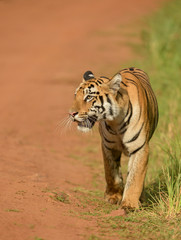 Tigrer cub seen stalking on spotted deers  near Telia Lake  at Tadoba Andhari Tiger Reserve,Maharashtra,India