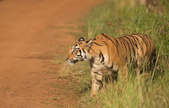 Tigrer cub seen stalking on spotted deers  near Telia Lake  at Tadoba Andhari Tiger Reserve,Maharashtra,India