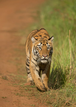 Tigrer cub seen stalking on spotted deers  near Telia Lake  at Tadoba Andhari Tiger Reserve,Maharashtra,India