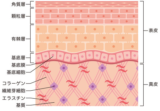 エラスチン の画像 18 739 件の Stock 写真 ベクターおよびビデオ Adobe Stock