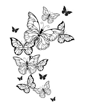 Flight of contour butterflies