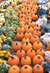 Pumpkins. Agriculture. Autumn. Vibrant. Colors Variation. Decor