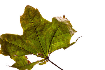Herbstblatt