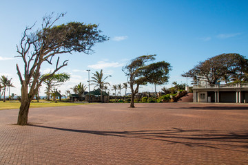 Obraz premium Wind Blown Trees at Durban's Amphitheatre