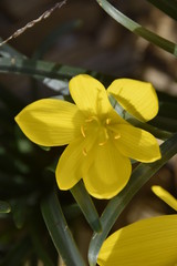 Fototapeta premium crocus jaune