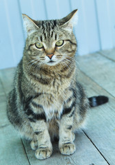 Beautiful cat sitting quietly on the porch