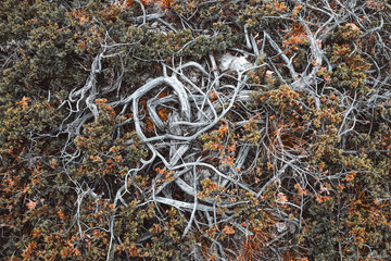 Naturel atmospheric background of juniper roots high in mountains.