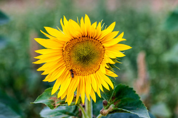 Sonnenblume mit Honigbiene auf einem Sonnenblumenfeld