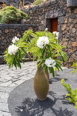 One of the beautiful white flowering cacti in Jardin de Cactus, Lanzarote, Spain