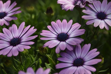 marguerite fleur mauve violette © Corinne