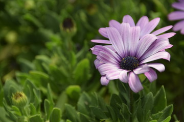 marguerite fleur mauve violette