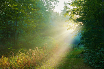 Obraz premium Beautiful morning in the forest