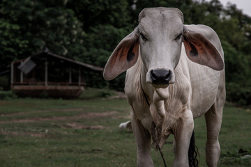 A close up image of Calf face on a nite day in summer.