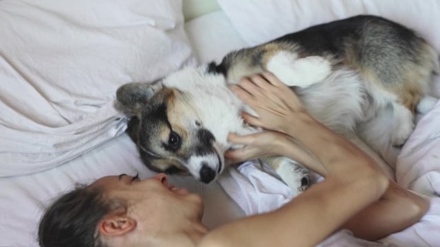 young happy smiling woman lying in bed with her pet - funny cute playful tricolor Welsh Corgi dog at morning. young happy mistress playing and hugging with pet in bed