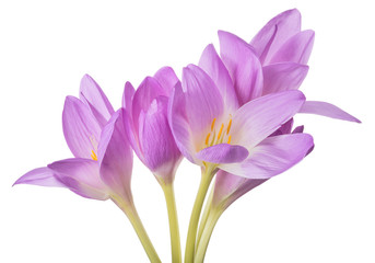 isolated light lilac crocus five flowers bunch