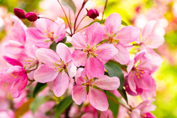 Pink flowers blossom apple tree close-up. Branch with crab flower, blooming apple orchard