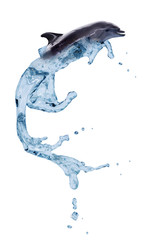 doplhin from blue water in jump