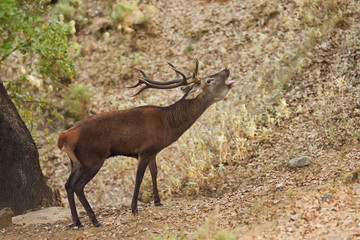Naklejka na ściany i meble Berrea deer in Andalusia, Spain
