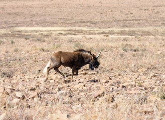 Black Wildebeest Running