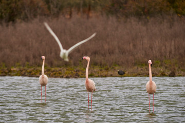 Common or pink flamingo group (Phoenicopterus roseus) in the Laguna de Fuente de Piedra, Malaga. Spain