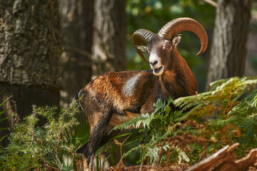Common or European mouflon (Ovis orientalis musimon). Andalusia. Spain