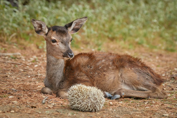Fawn with land hedgehog. Malaga, Spain